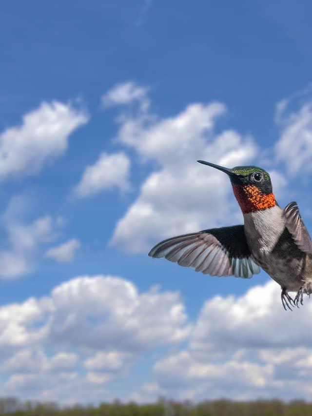 The Science of Hummingbird Migration