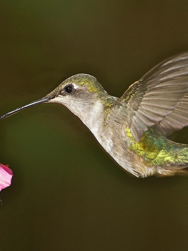 The Unique Features of Hummingbird Physiology