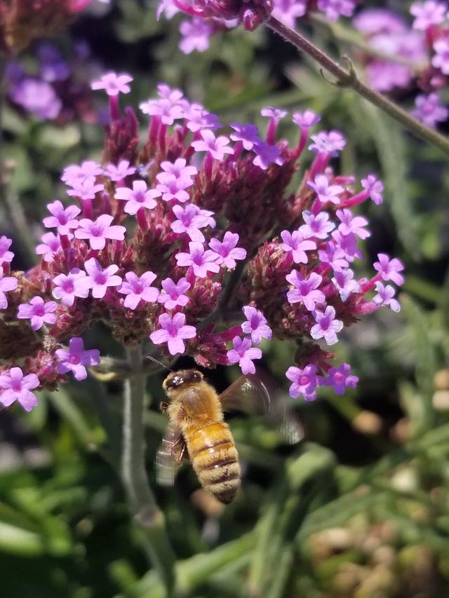 Top 15 Perennial Flowers for Bees