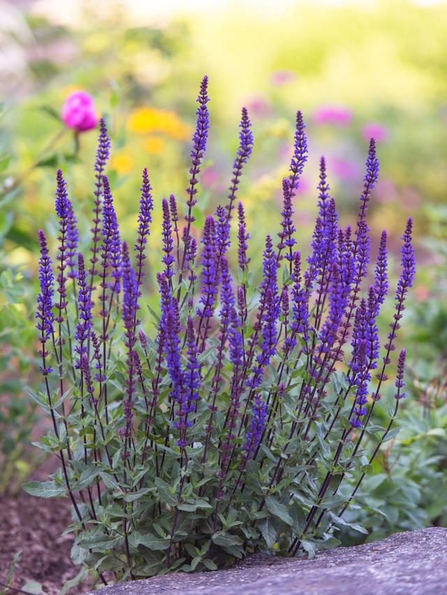 Top 15 Perennial Flowers for Window Boxes