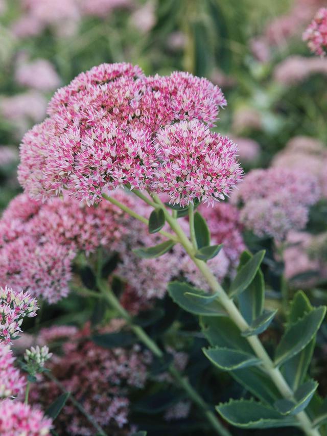 Top Perennial Flowers for Clay Soil