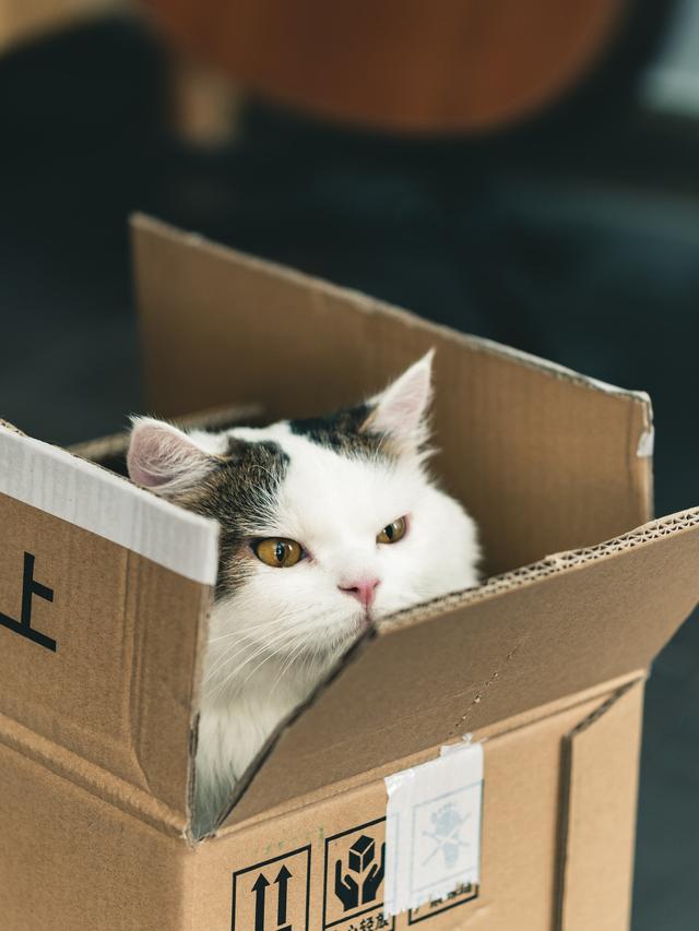 Training Your Cat to Use a Litter Box