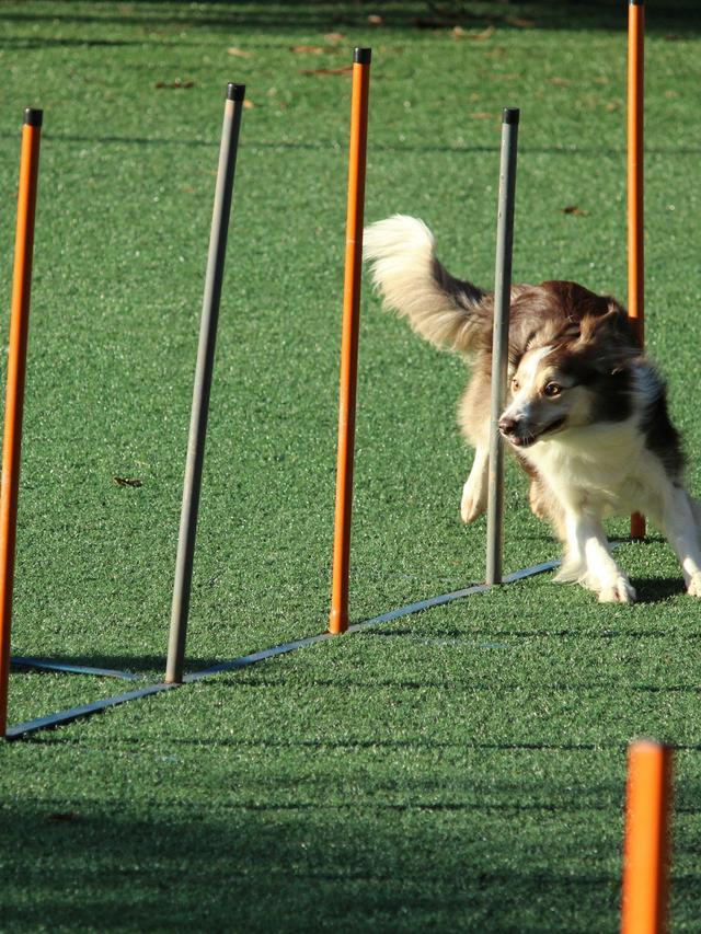 Training for Agility Competitions