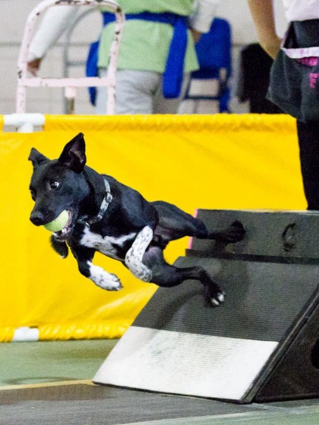 Training for Flyball Competitions