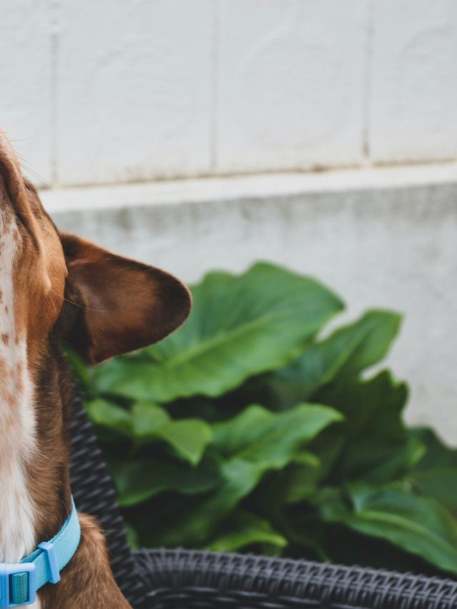 Training for Scent Work