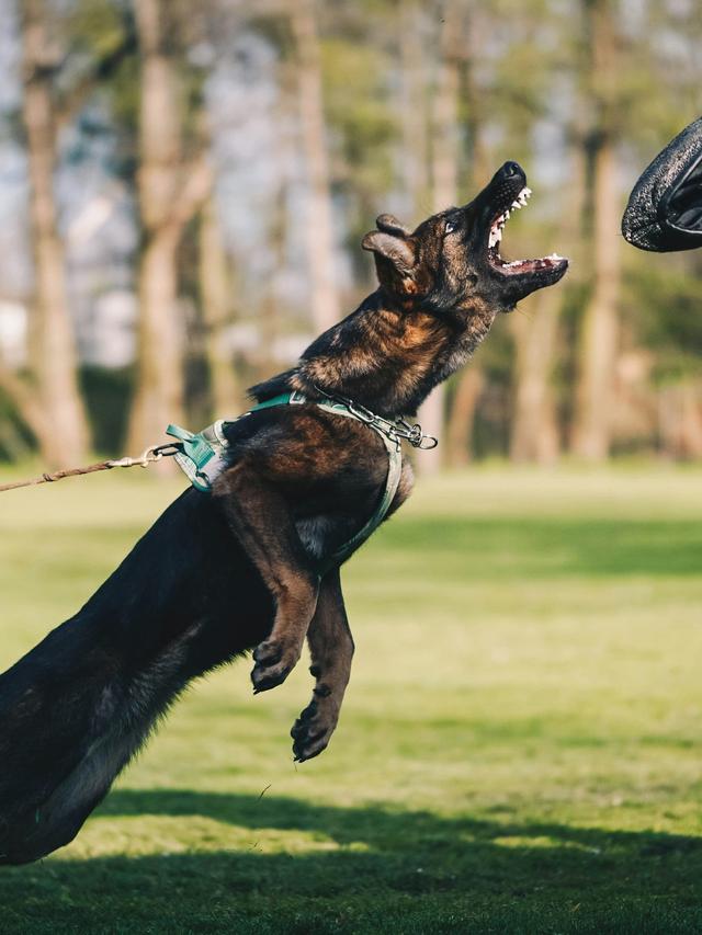 Training for Schutzhund