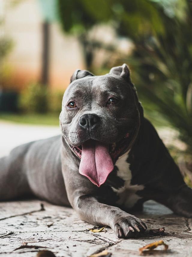 Understanding Breed-Specific Legislation