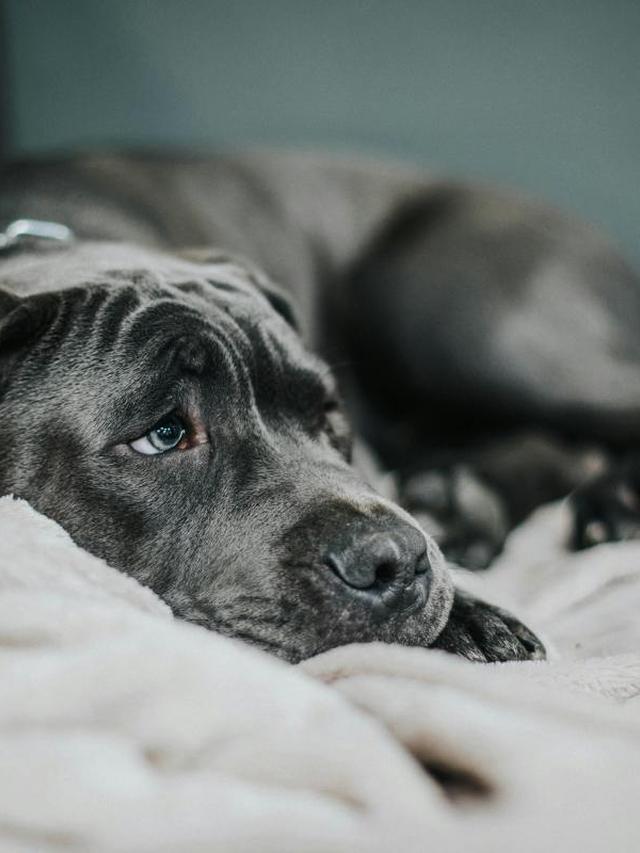 Understanding Canine Cognitive Dysfunction