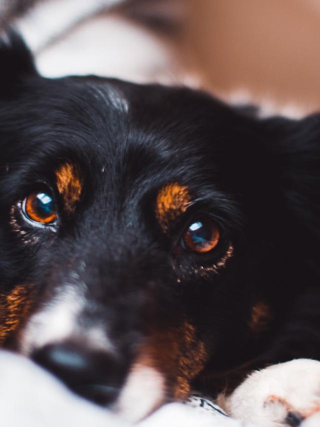 Understanding Canine Epilepsy