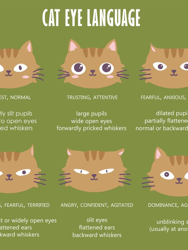 Understanding Cat Behavior