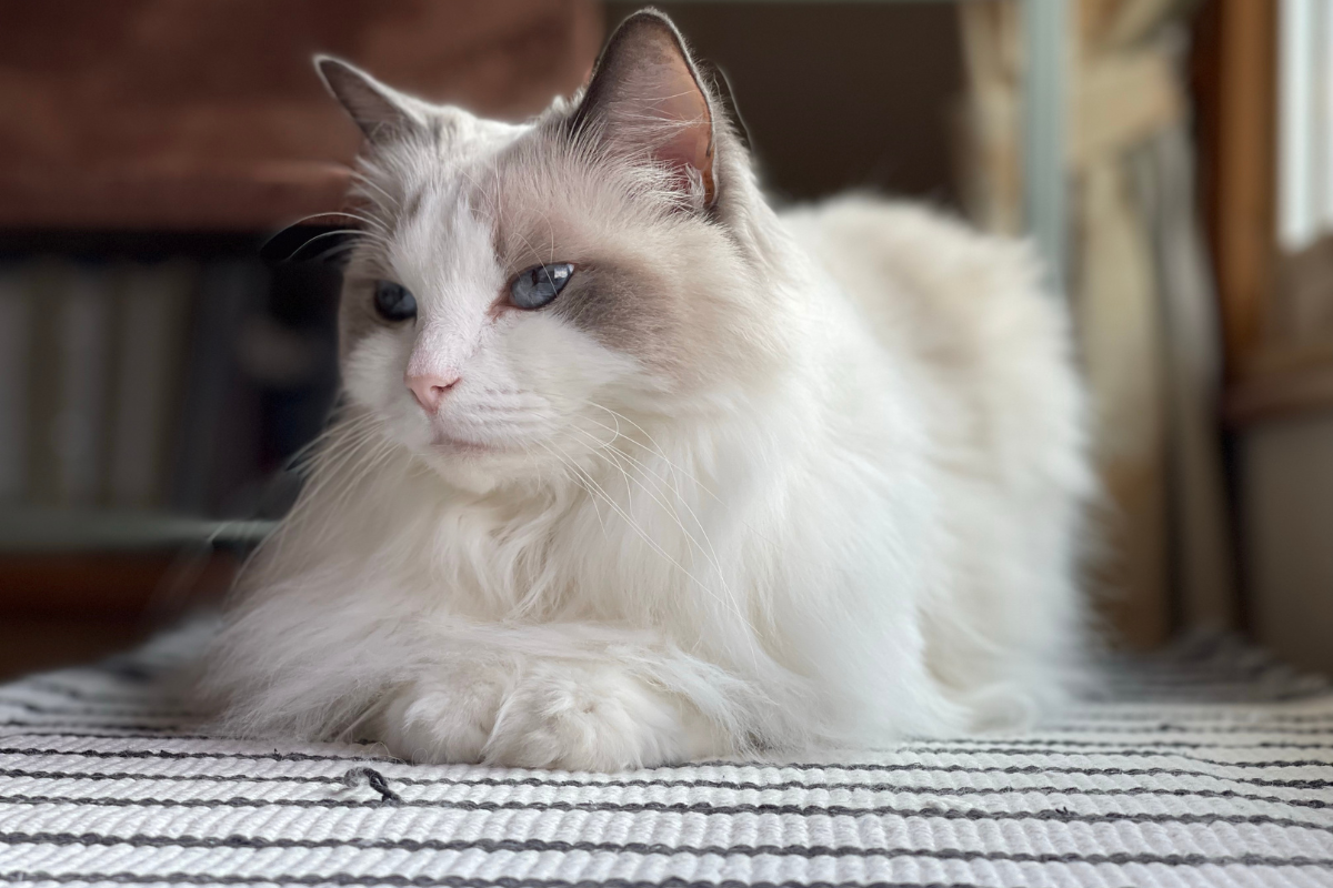 Top Cat Breeds for Seniors